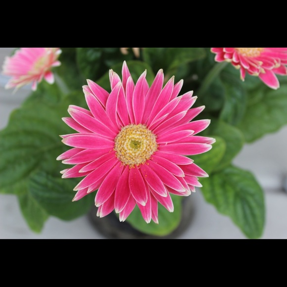 Meet your Posher, Pamela - Picture 5 of 5